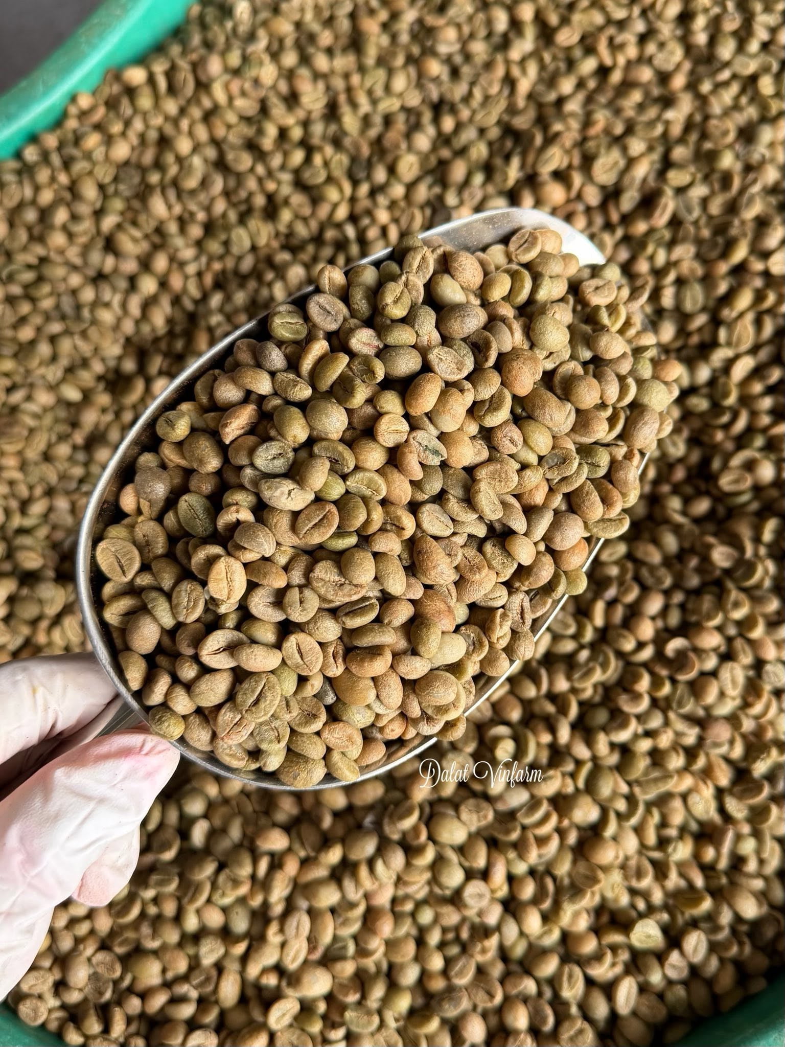 Cà phê Robusta S18 sau rang sẽ như thế nào?